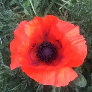 Meet your Posher, Sylvia